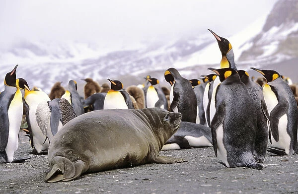 Southern Elephant Seal weaned pup in colony of King Penguins