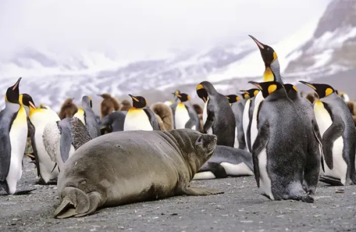 Framed Print : Southern Elephant Seal weaned pup in colony of King Penguins Framed Print : Southern Elephant Seal weaned pup in colony of King Penguins