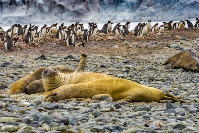Framed Print : Southern elephant seals and Gentoo Penguin rookery, Yankee Harbor, Greenwich Island Framed Print : Southern elephant seals and Gentoo Penguin rookery, Yankee Harbor, Greenwich Island