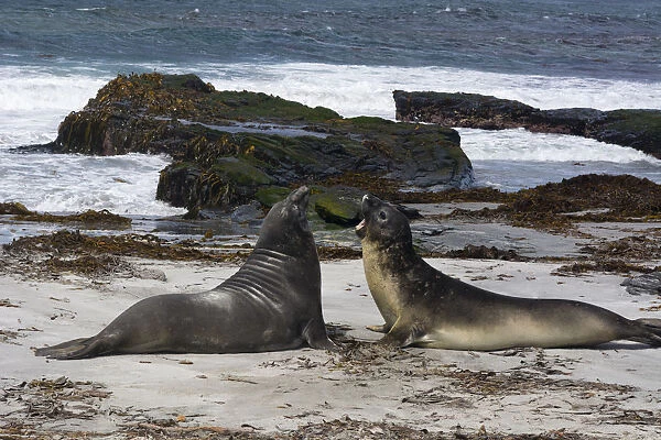 Southern elephant seals, Mirounga leonina, fighting