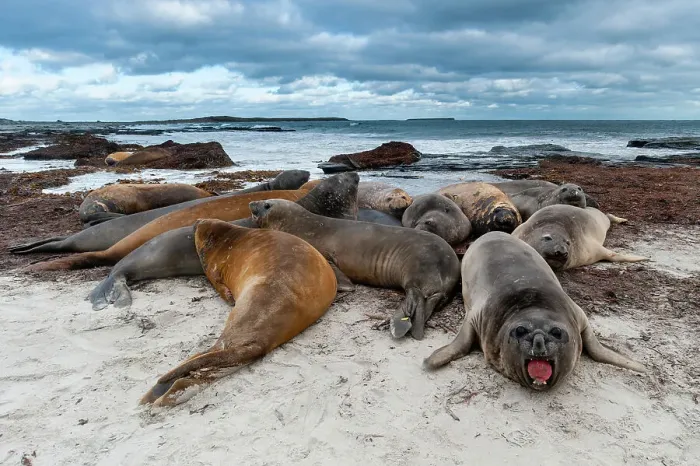 Framed Print : Southern elephant seals, Mirounga leonina, resting on a beach. Sea Lion Island, Falkland Islands Framed Print : Southern elephant seals, Mirounga leonina, resting on a beach. Sea Lion Island, Falkland Islands