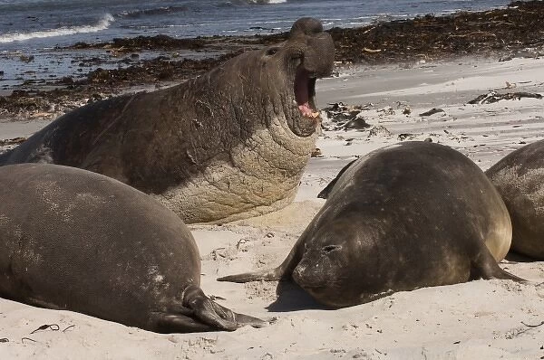 Southern Elephant Seals (Mirounga leonina) a harem on Sea Lion Island, south of mainland