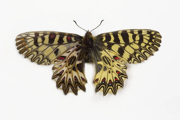 Southern Festoon Butterfly comparing wing top and bottom