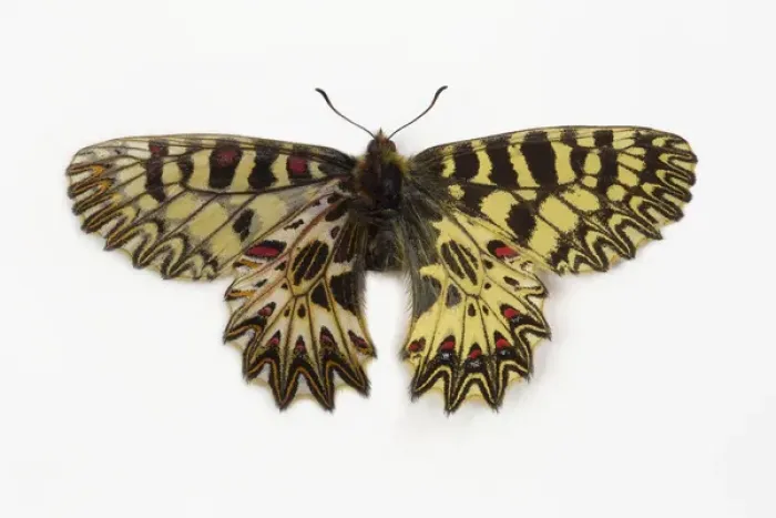 Framed Print : Southern Festoon Butterfly comparing wing top and bottom Framed Print : Southern Festoon Butterfly comparing wing top and bottom