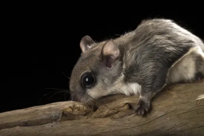 Framed Print : Southern flying squirrel, Glaucomys volans, controlled situation, Florida