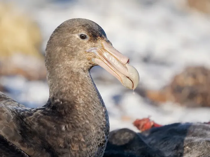 Framed Print : Southern giant petrel at a carcass of a southern elephant seal pup on Sea Lion Island. South America, Falkland Islands Framed Print : Southern giant petrel at a carcass of a southern elephant seal pup on Sea Lion Island. South America, Falkland Islands