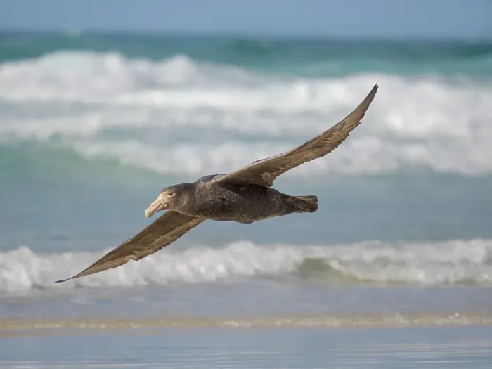 Framed Print : Southern giant petrel in flight over the coastline of Saunders Island scouring for food. South America, Falkland Islands Framed Print : Southern giant petrel in flight over the coastline of Saunders Island scouring for food. South America, Falkland Islands