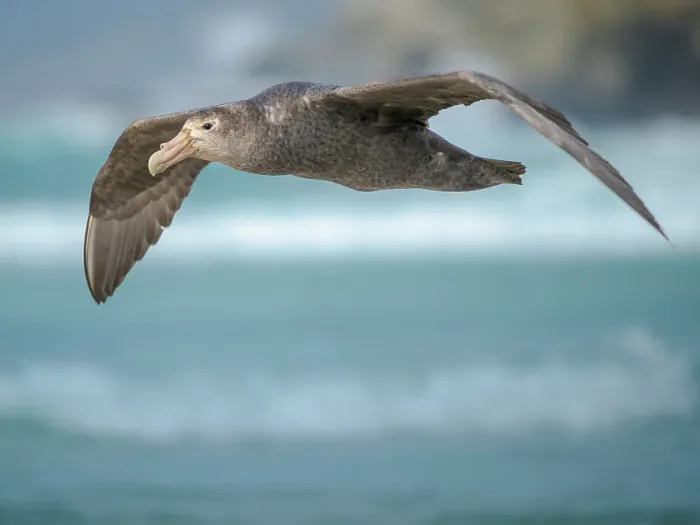 Framed Print : Southern giant petrel in flight over the coastline of Saunders Island scouring for food. South America, Falkland Islands