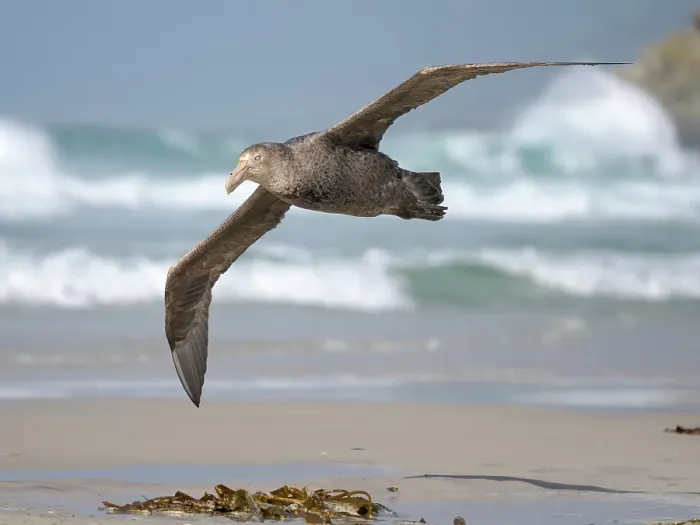 Framed Print : Southern giant petrel in flight over the coastline of Saunders Island scouring for food. South America, Falkland Islands Framed Print : Southern giant petrel in flight over the coastline of Saunders Island scouring for food. South America, Falkland Islands