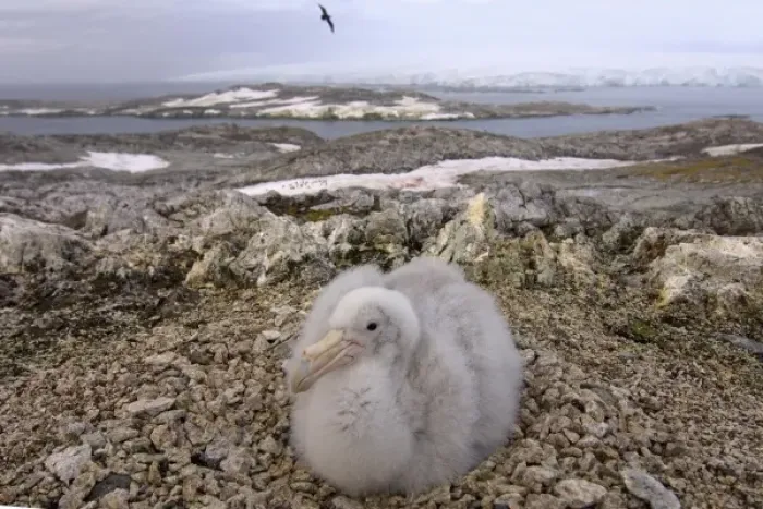 Framed Print : southern giant petrel, Macronectes giganteus, chick on its nest, western Antarctic Peninsula Framed Print : southern giant petrel, Macronectes giganteus, chick on its nest, western Antarctic Peninsula