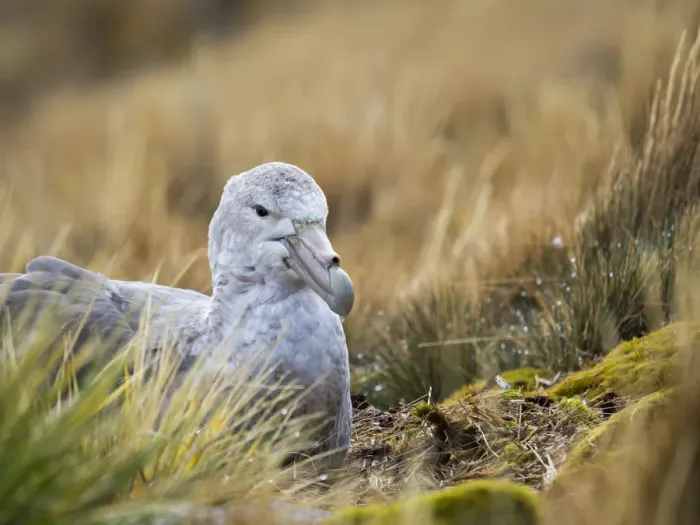Framed Print : Southern Giant Petrel (Macronectes giganteus) on nest in Godthul on South Georgia Island Framed Print : Southern Giant Petrel (Macronectes giganteus) on nest in Godthul on South Georgia Island