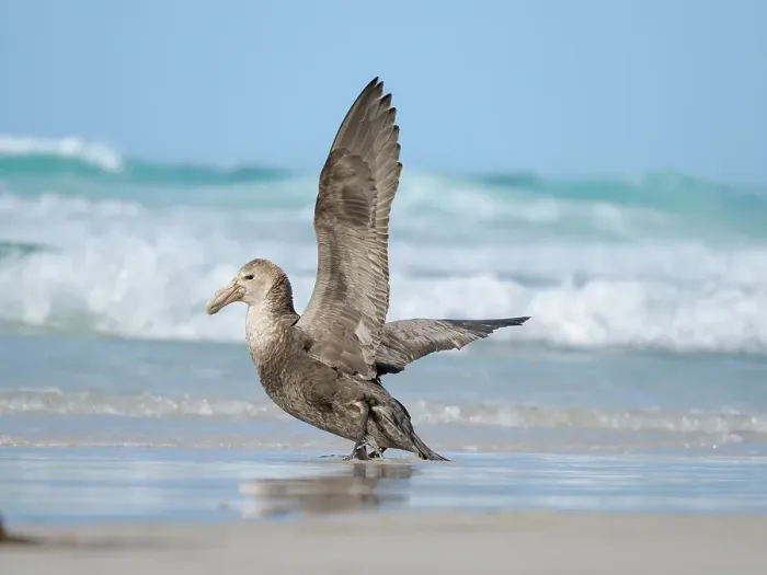Framed Print : Southern giant petrel on Saunders Island. South America, Falkland Islands