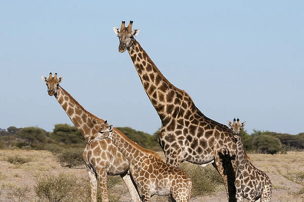 Southern giraffe (Giraffa camelopardalis), Central Kalahari National Park, Botswana