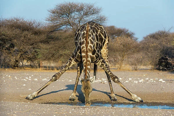 A southern giraffe, Giraffa camelopardalis, drinking. Kalahari, Botswana