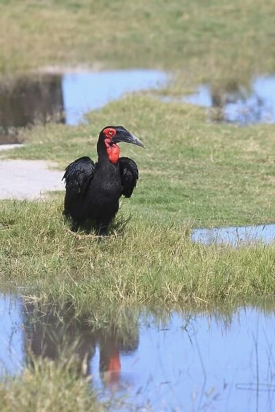Southern Ground Hornbill in the delta