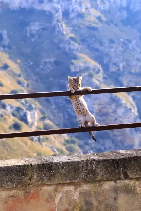 Framed Print : Southern Italy, Region of Basilicata. Small kitten hanging from a hand railing Framed Print : Southern Italy, Region of Basilicata. Small kitten hanging from a hand railing