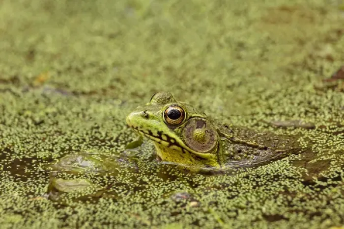 Framed Print : Southern Leopard Frog, Rana sphenocephala, Kentucky Framed Print : Southern Leopard Frog, Rana sphenocephala, Kentucky