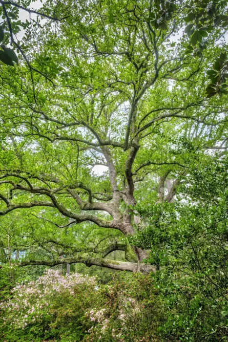 Framed Print : Southern Live Oak tree Framed Print : Southern Live Oak tree