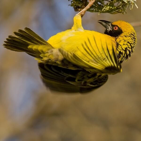 Southern Masked Weaver in Drakensberg Mountains, South Africa