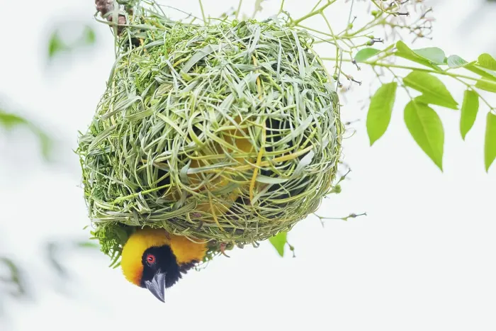 Framed Print : Southern masked weaver male building its nest, southern Africa Framed Print : Southern masked weaver male building its nest, southern Africa