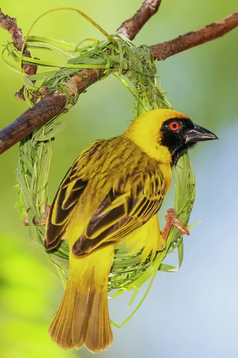 Framed Print : Southern masked weaver male building its nest, southern Africa Framed Print : Southern masked weaver male building its nest, southern Africa