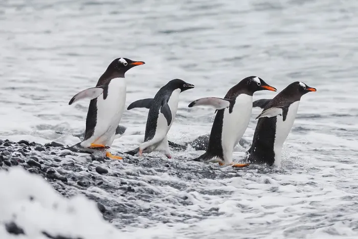 Framed Print : Southern Ocean, Antarctica. One Adelie penguin joins a group of gentoo penguins going out to sea Framed Print : Southern Ocean, Antarctica. One Adelie penguin joins a group of gentoo penguins going out to sea