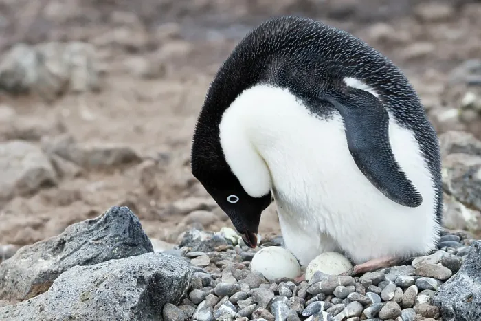Framed Print : Southern Ocean, Antarctica. Adelie penguin moving its eggs around in the nest Framed Print : Southern Ocean, Antarctica. Adelie penguin moving its eggs around in the nest