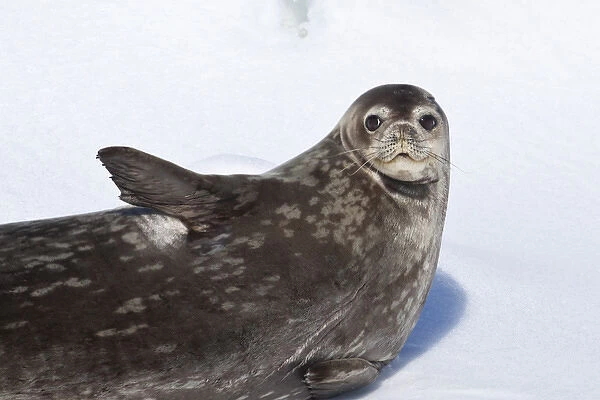 Southern Ocean, Antarctica. Close-up of a Weddell Seal