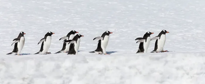 Framed Print : Southern Ocean, Antarctica. A group of gentoo penguins walk in a line at the edge of a snow field