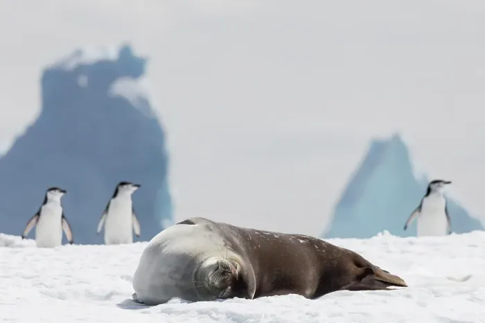 Framed Print : Southern Ocean, Antarctica, Hydrurga Rocks. A Weddell seal rests on the snow with chinstrap penguins in the background Framed Print : Southern Ocean, Antarctica, Hydrurga Rocks. A Weddell seal rests on the snow with chinstrap penguins in the background