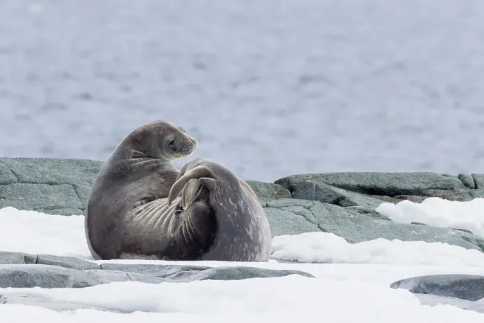 Framed Print : Southern Ocean, Antarctica, Hydrurga Rocks. A Weddell seal stretches while resting on the snow covered rocks Framed Print : Southern Ocean, Antarctica, Hydrurga Rocks. A Weddell seal stretches while resting on the snow covered rocks