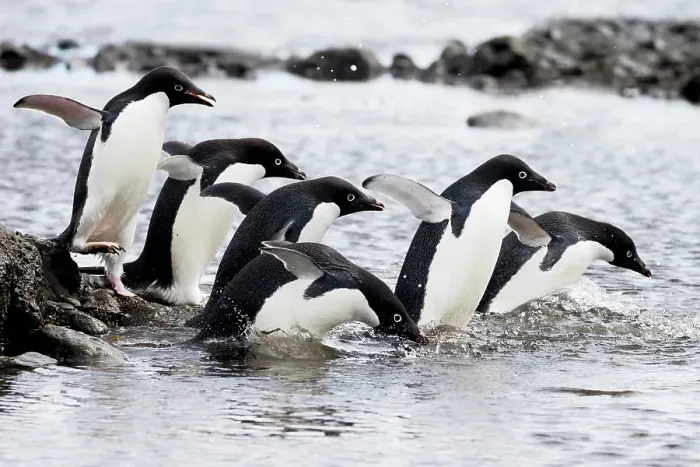 Framed Print : Southern Ocean, Antarctica, Northeast Peninsula. A group of Adelie penguins gather together before daring to go out to sea Framed Print : Southern Ocean, Antarctica, Northeast Peninsula. A group of Adelie penguins gather together before daring to go out to sea