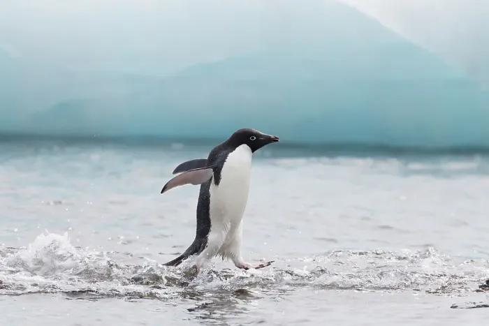Framed Print : Southern Ocean, Antarctica, Northeast Peninsula. Adelie penguin appears to walk on water as it moves on the beach Framed Print : Southern Ocean, Antarctica, Northeast Peninsula. Adelie penguin appears to walk on water as it moves on the beach
