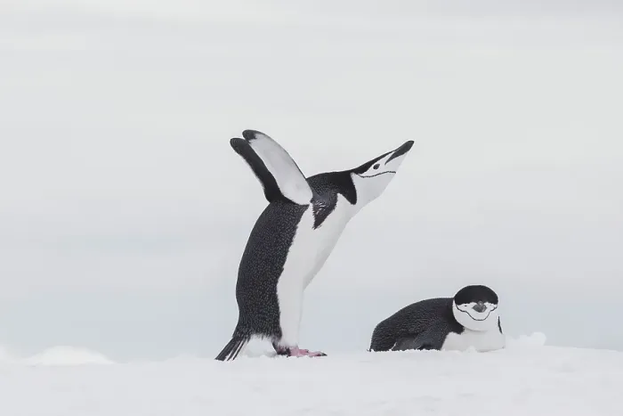 Framed Print : Southern Ocean, Antarctica, Northwest Peninsula. Chinstrap penguin displays over its mate Framed Print : Southern Ocean, Antarctica, Northwest Peninsula. Chinstrap penguin displays over its mate