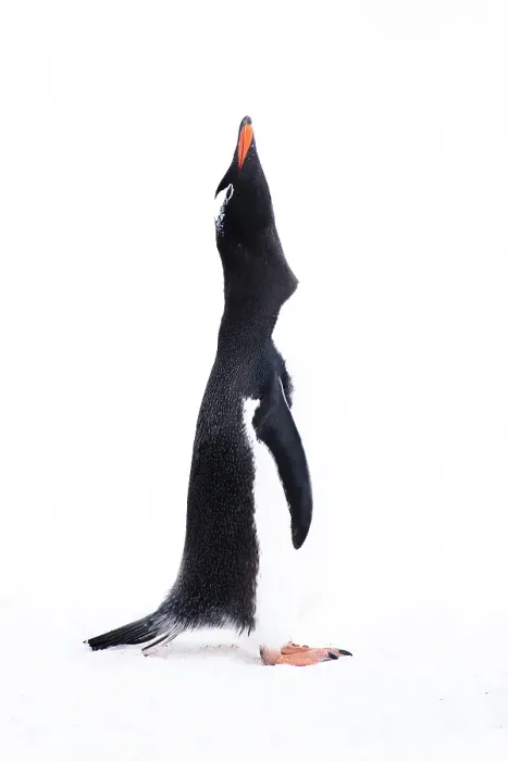 Framed Print : Southern Ocean, Antarctica. Portrait of a gentoo penguin throwing its head back in display Framed Print : Southern Ocean, Antarctica. Portrait of a gentoo penguin throwing its head back in display