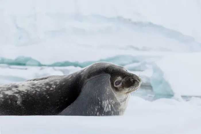 Framed Print : Southern Ocean, Antarctica. A Weddell seal raises its head from its spot on a small iceberg