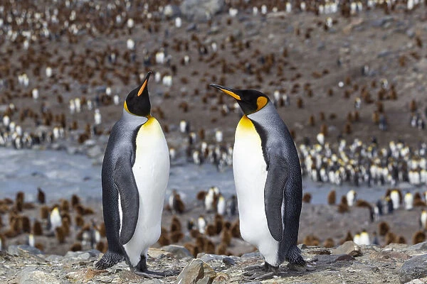 Southern Ocean, South Georgia. Two adult penguins stand overlooking the colony with fewer