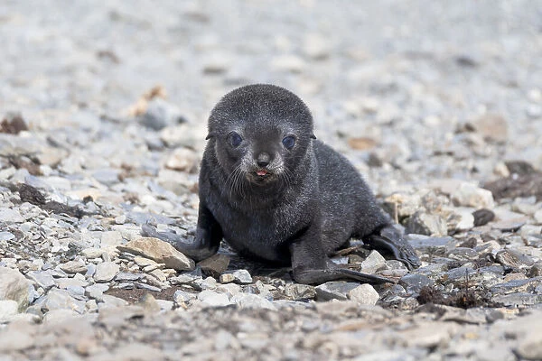 Southern Ocean, South Georgia, Antarctic fur seal. Portrait of a very young fur seal pup