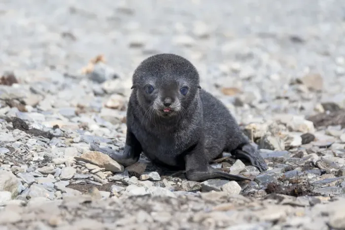 Framed Print : Southern Ocean, South Georgia, Antarctic fur seal. Portrait of a very young fur seal pup