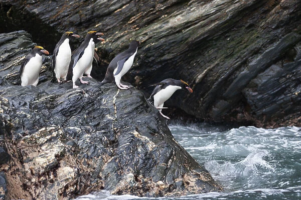 Southern Ocean, South Georgia, Cooper Bay. Macaroni penguins stand on a rocky outcrop