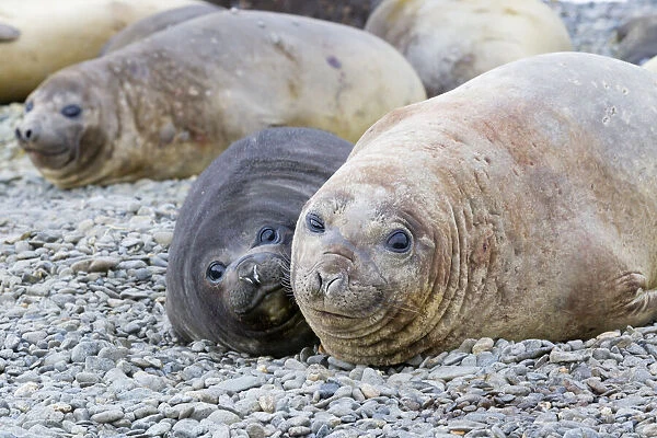 Southern Ocean, South Georgia. A female elephant seal and her pup lie together
