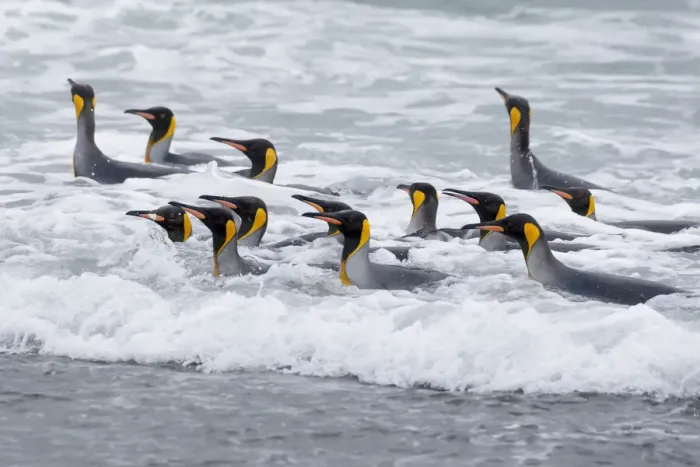 Framed Print : Southern Ocean, South Georgia. A group of king penguins bathe in the surf Framed Print : Southern Ocean, South Georgia. A group of king penguins bathe in the surf