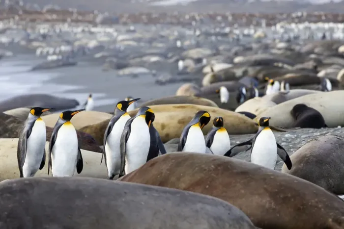 Framed Print : Southern Ocean, South Georgia. A group of king penguins find their way through