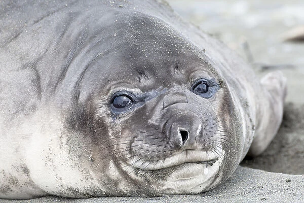 Southern Ocean, South Georgia. Headshot of an elephant seal weaner
