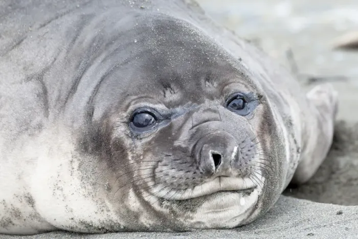 Framed Print : Southern Ocean, South Georgia. Headshot of an elephant seal weaner