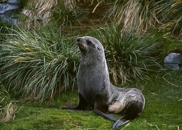 Southern Ocean, South Georgia Island. A southern fur seal (Arctocephalus gazella)