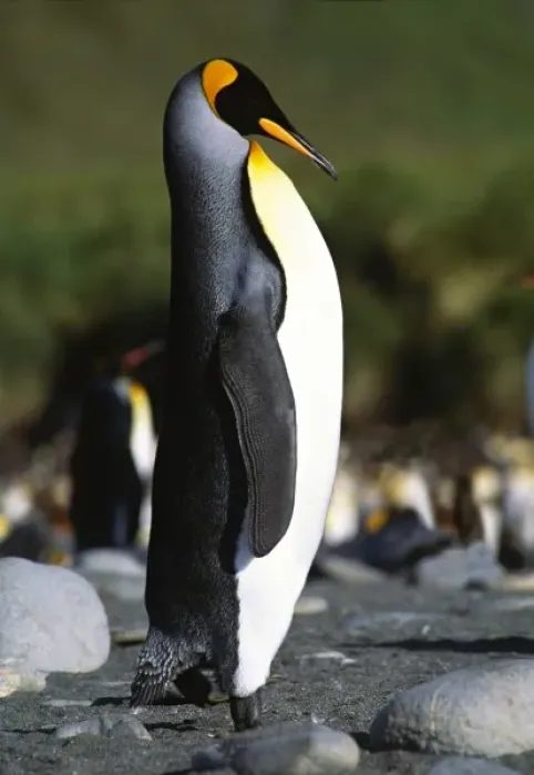 Framed Print : Southern Ocean, South Georgia Island. A King Penguin (Aptenodytes patagonicus) strutting Framed Print : Southern Ocean, South Georgia Island. A King Penguin (Aptenodytes patagonicus) strutting