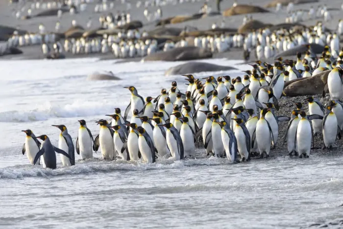 Framed Print : Southern Ocean, South Georgia, king penguin, Aptenodytes patagonicus A group of king