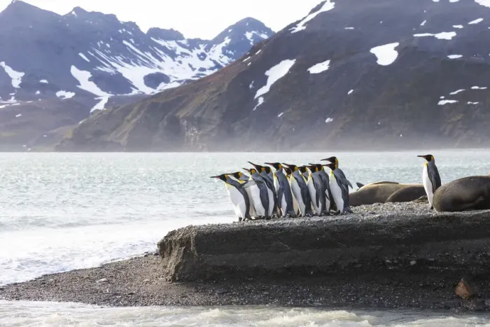 Framed Print : Southern Ocean, South Georgia, king penguin, Aptenodytes patagonicus A group of king