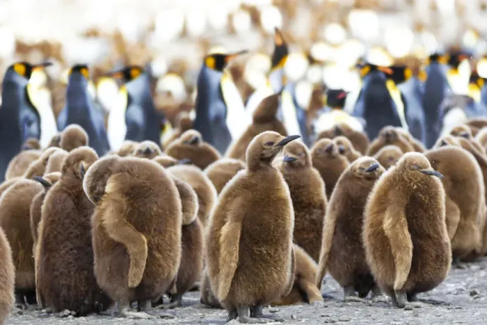 Framed Print : Southern Ocean, South Georgia. King penguin chicks stand together with adults in Framed Print : Southern Ocean, South Georgia. King penguin chicks stand together with adults in